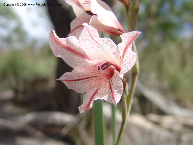 Gladiolus hollandii--So. Africa. Mpumalanga. Karino. Whyte Thorne Garden. 19 Mch 05. 282.jpg