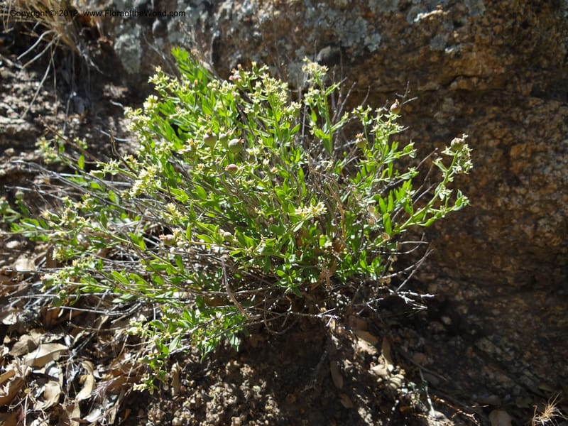 Comandra umbellata, Davidson, C 11942--AZ. Yavapai Co. Crown King Rd. 7 May 2012. DSC0894 1 (91).JPG