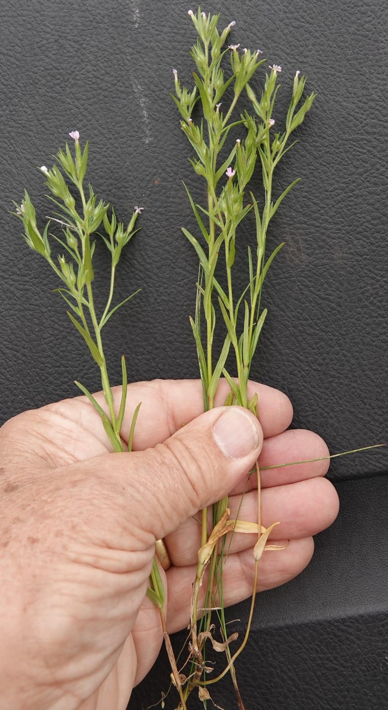 Microsteris gracilis, C. Davidson 13756--Oregon. Wallowa Co. Zumwalt.Trail Cr. Rd. 4 Jun 2018. DSC04078 (219).JPG