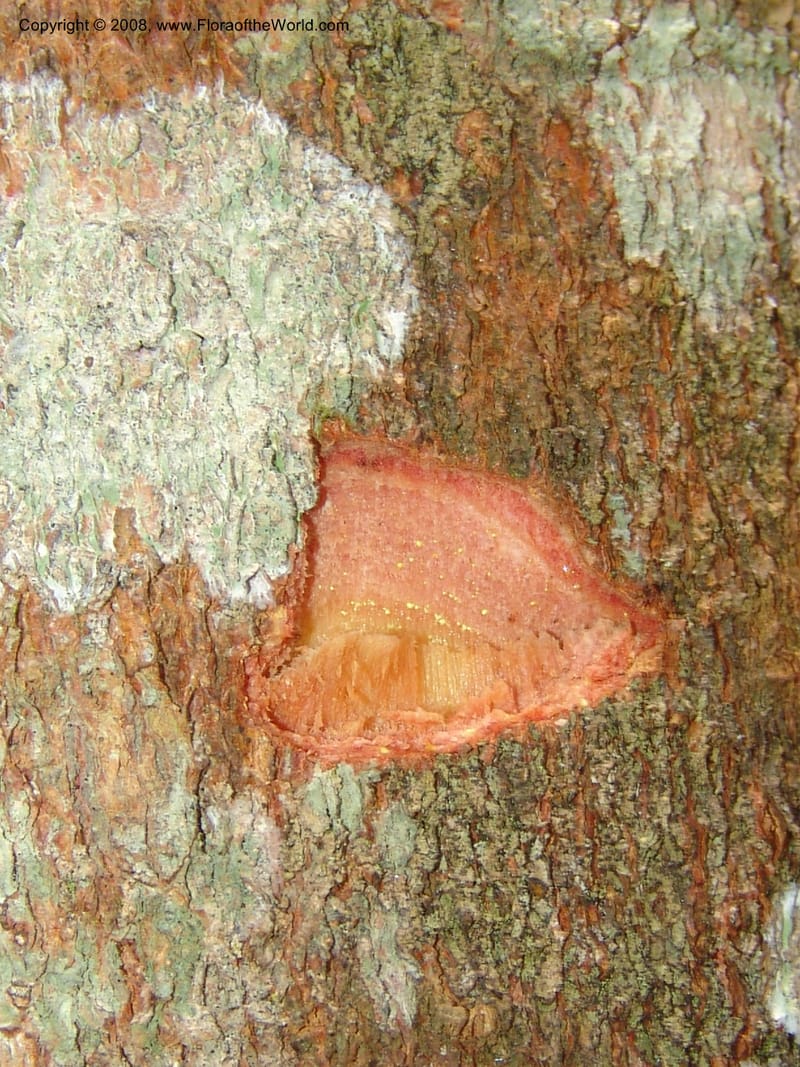 Garcinia brasiliensis, AAraujoM2903--Bolivia. F. Tamayo. W of Apolo. Rio Machariapu. 17 Sep 06. 178.jpg