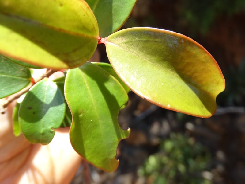 Archirhodomyrtus, Callmander, M 1272--New Caledonia. PinPin. 20 Nov 2015. DSC03938 (239).JPG
