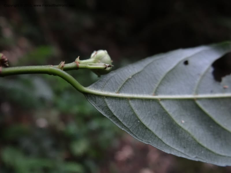 Rinorea, VC 5623--Thailand. Surat Thani Prov. Khlong Phanom Nat. Park. 15 Nov 2012. DSC09389 (77).JPG