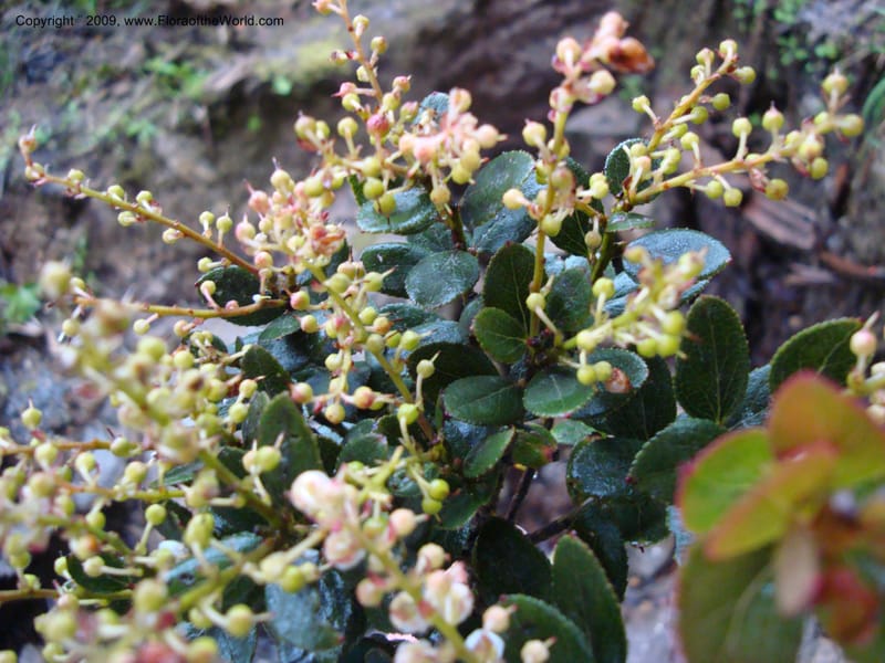 Vaccinium...DN16029,Ecuador.Prov.ZamoraC.Podocarpus,Tapichalaca26Sep2007 124.jpg