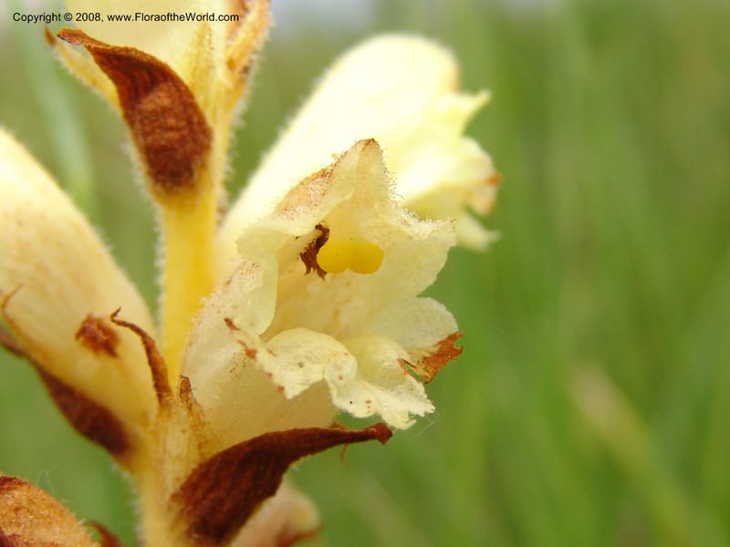 Orobanche--Georgia. Gori Upland, Gareji Steppe. Near salty lake. 9  Jun 05. 238.jpg