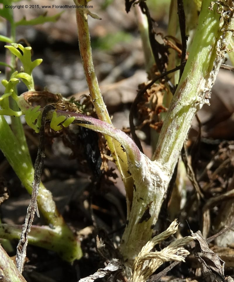 Packera millefolium, Davidson, C 13000--North Carolina. Macon Co. Slick Rock. 14 May 2015. DSC05505 (46).JPG