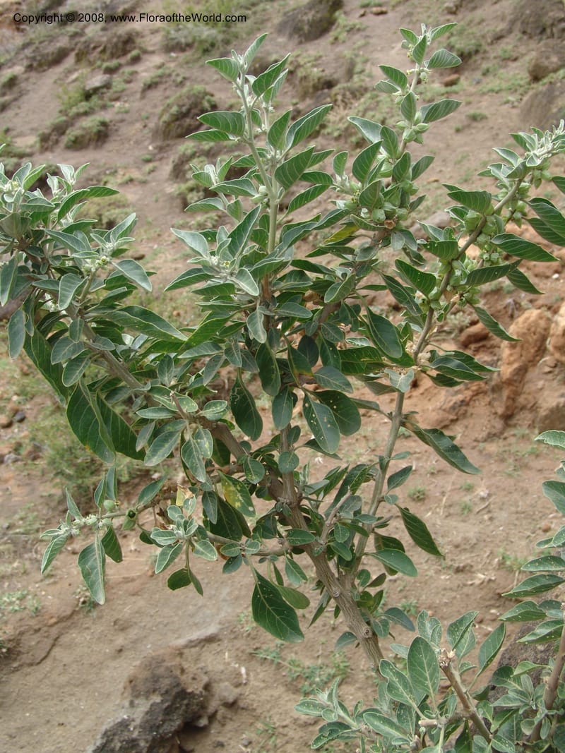 Withania somnifera--Ethiopia. Ziway Rd. 8 km S of Modjo Jct. 14 Jul 04. 062.jpg
