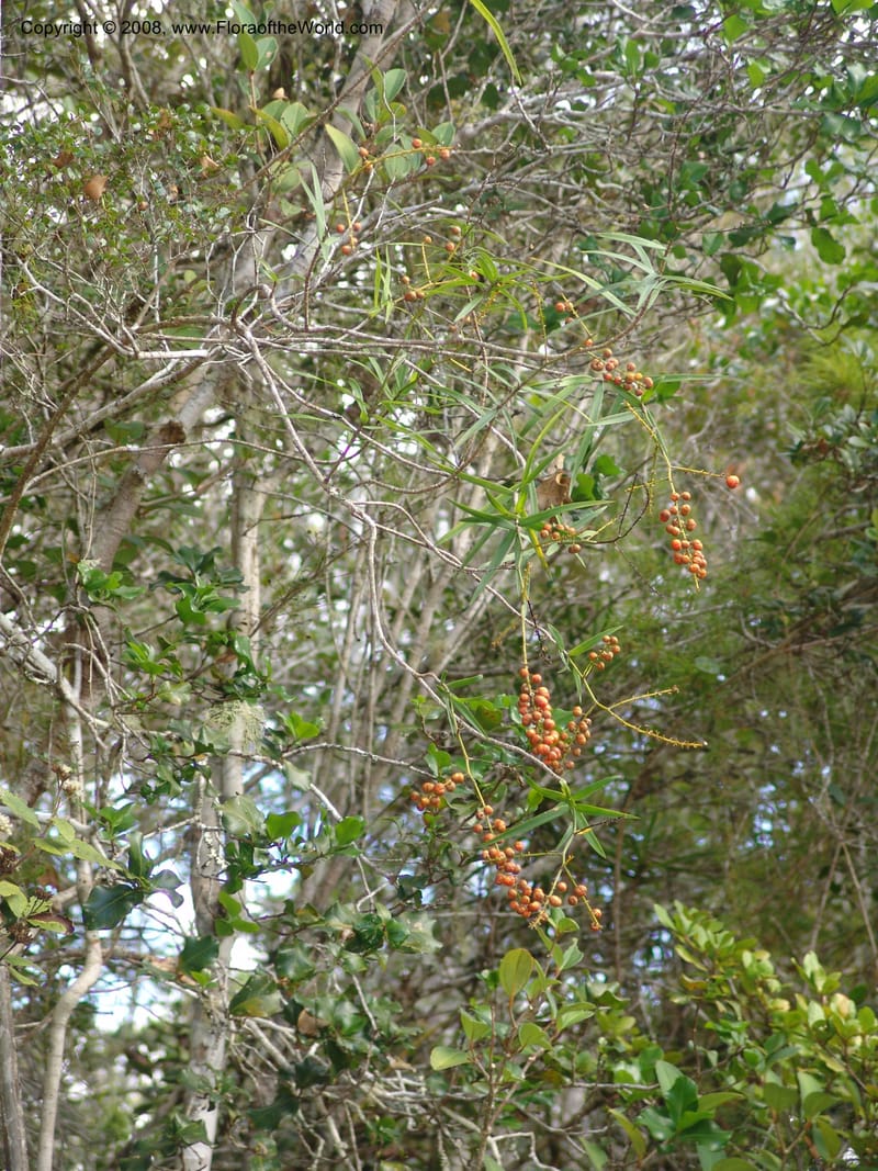 Dracaena, ZRogers1208--Madag. Anjozorobe, Aire Protegee, E Antsahabe. 17 Nov 06. 230.jpg