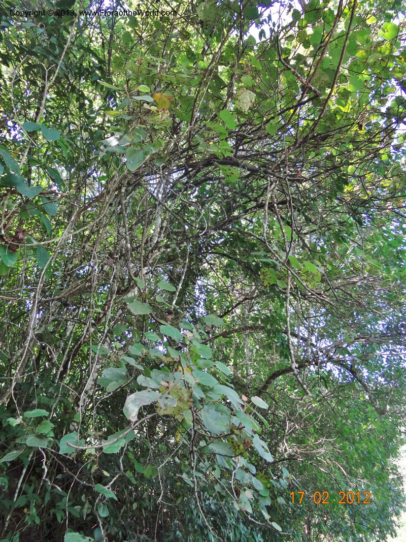 Petenaea cordata, Martinez-Melendez, M 424--Mexico, Chiapas, Palenque-Ocosingo 17 Feb 2012  3184 (16).JPG