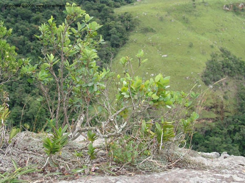 Erythroxylum pictum--So.Africa. E. Cape. Umtamvuna Nat. Res. 11 Mch 05. 267.jpg