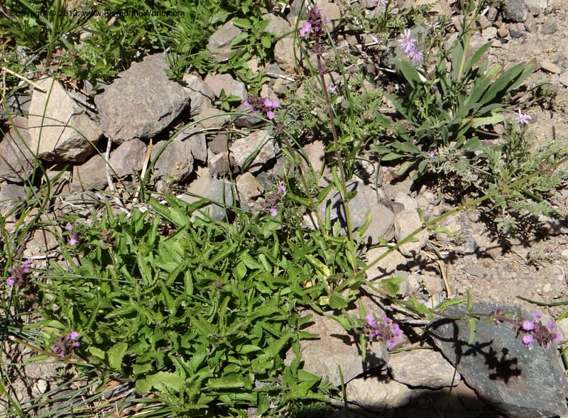 Stachys grandidentata, W. D. Stevens 34186--Chile, La Laguna Maule, 22 Feb 2013 9561 (2).JPG