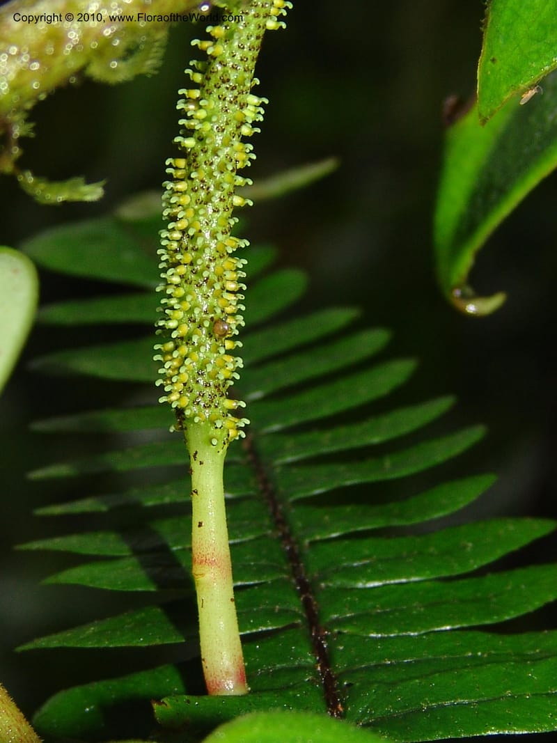 Peperomia, Croat 95716--Ecuador. Maquipucuna Biol. Res. Send. Princip. 11 Mar 06. 107 (6).jpg