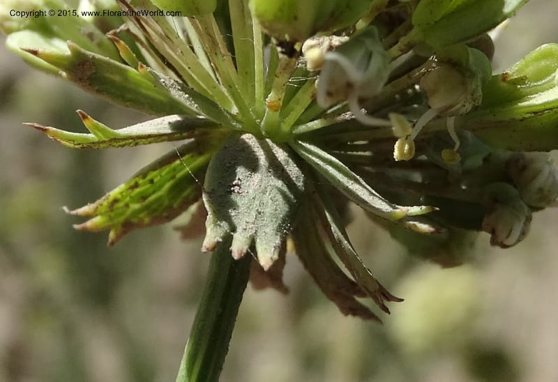 Asteriscium chilensis, Davidson, C 12819--Chile. Ruta J-55 east of Talca. 27 Nov 2014. DSC08479 (67).JPG