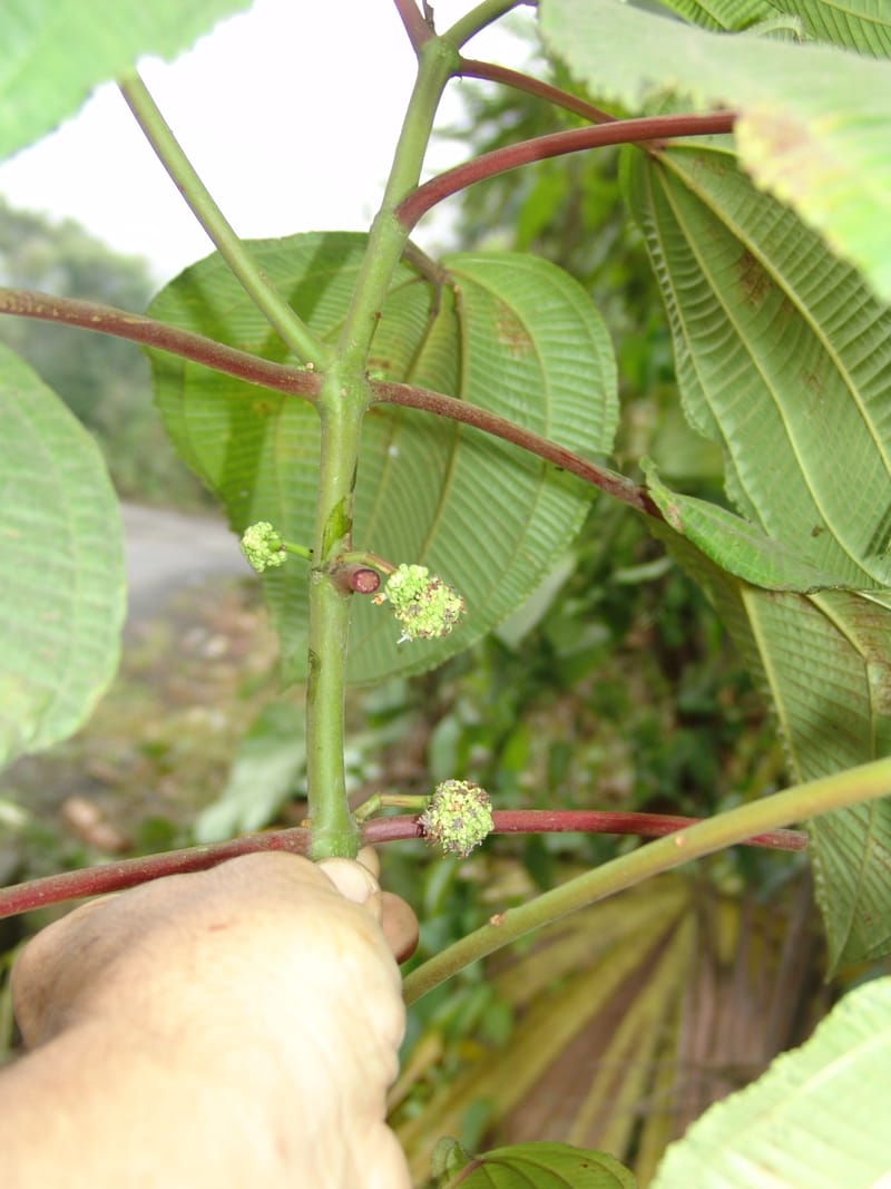 Clidemia, Croat 93406--Ecuador. Prov. Cotopaxi. Guayacan-Pucayacu. 14 Aug 04. 027 (3).jpg