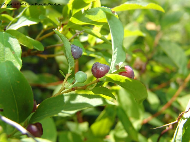 Vaccinium membranaceum--ID. Valley Co. Sylvan Beach reservoir and trail. 24 Jul 05. 065.jpg