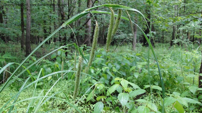 Carex, Mori 27442--North Carolina. Wake Co. Falls Lake. 25 May 2010. 078 (40).jpg