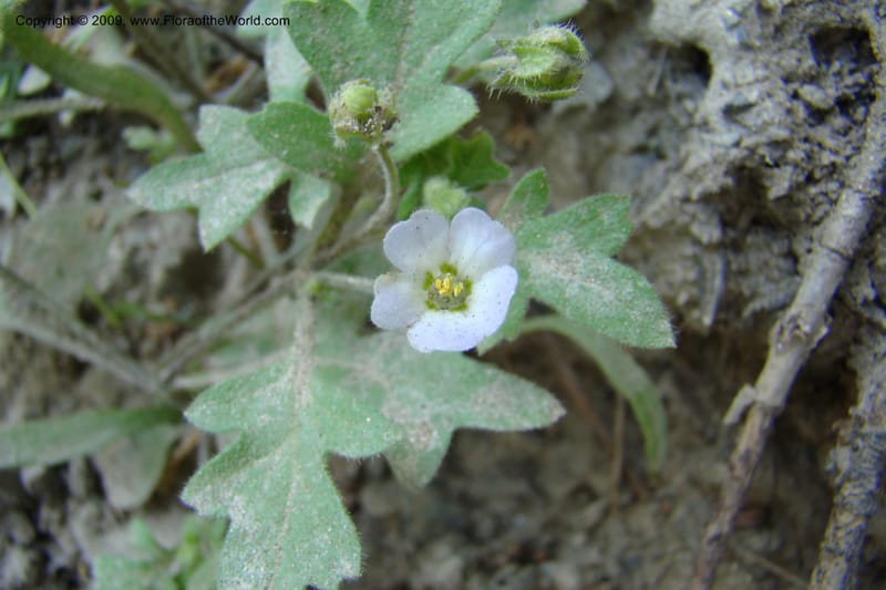 Nemophila kirtleyi, C. Davidson 11355--ID. Idaho Co. Salmon River Rd. 17 May 09. 142.jpg