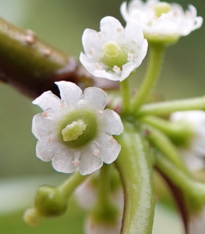 Ilex polyneura, D. Boufford 44125--China. Yunnan. Da Wei Shan. 2 May 2018. DSC01093 (320).JPG