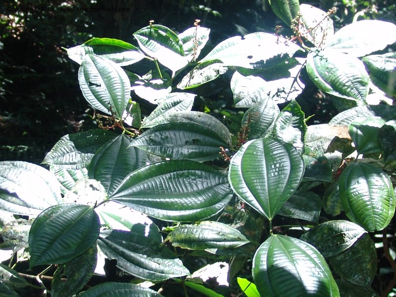 Miconia affinis, AAMurakami1253--Bolivia. Pq. Nac. Madidi. Chalalan. Send. Anta. 30 Nov 04. 274.jpg