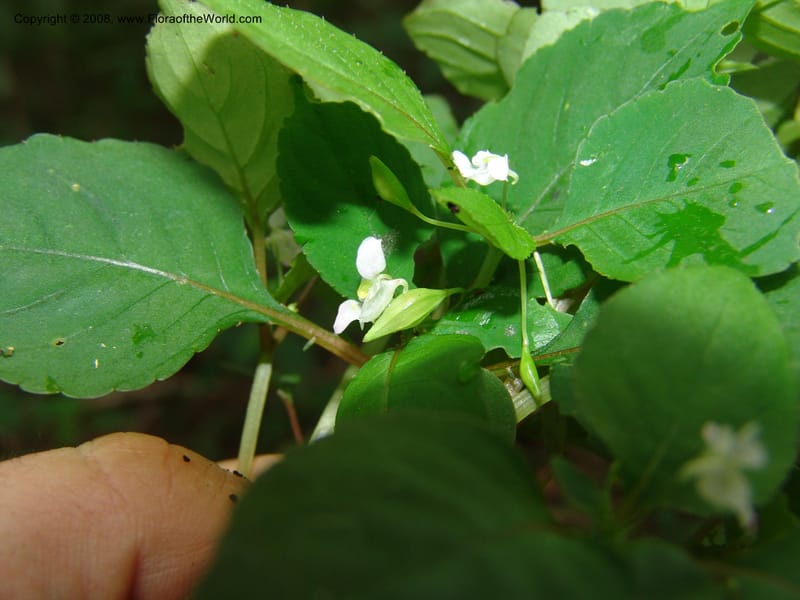 Impatiens, Z.Rogers842--Madag. Prov. Tuliar. Parc Nat. Zombitse.  13 Jan 06. 183.jpg
