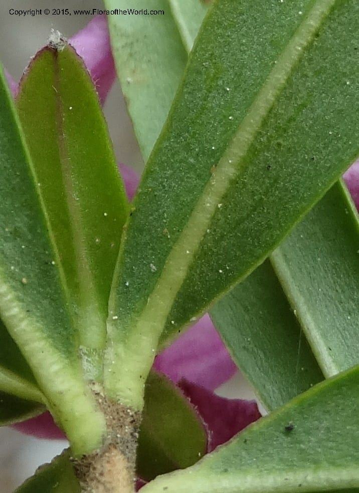 Daphne, Boufford, D 43616--China. Sichuan. ShaShiDuo. 8 May 2014. DSC04232 (38).JPG