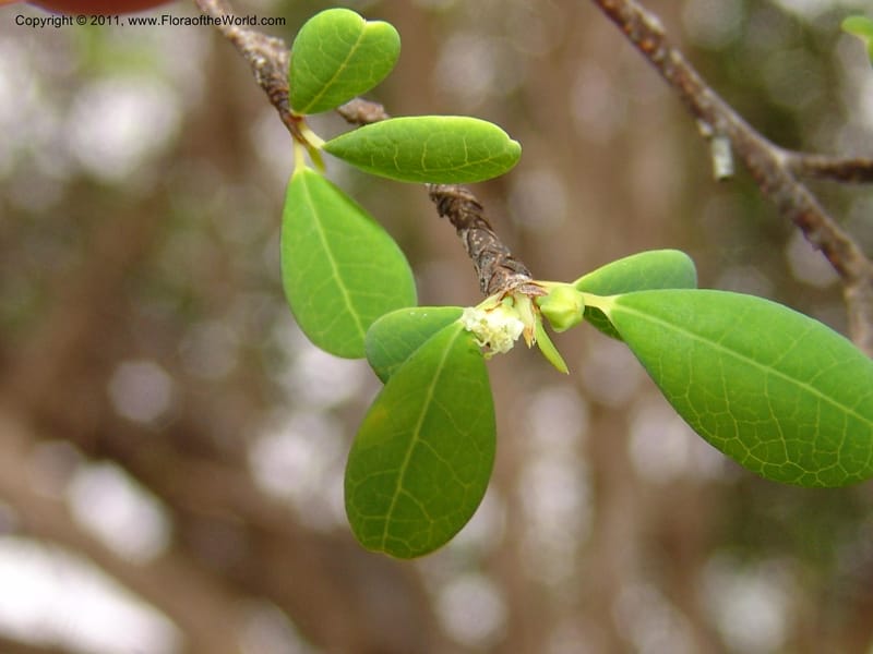 Erythroxylum, ROR1534--Madag. Prov. Antsir. Sahafary, Andranomadiro. 7 Nov 06. 481.jpg
