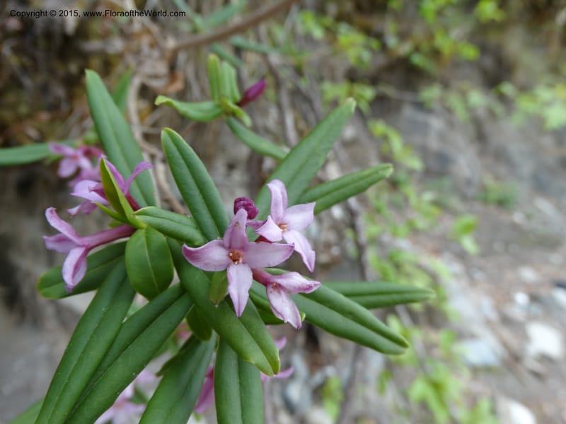 Daphne, Boufford, D 43616--China. Sichuan. ShaShiDuo. 8 May 2014. DSC04232 (23).JPG