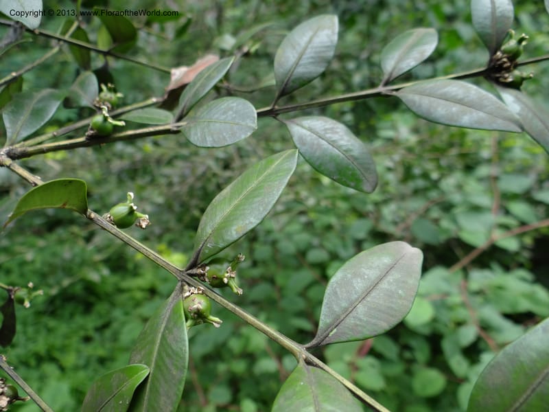 Buxus sinica var. aemulans, Davidson, C 12044--China. Anhui Prov. Huang Shan. 8 Jun 2012. DSC02431 (154).JPG