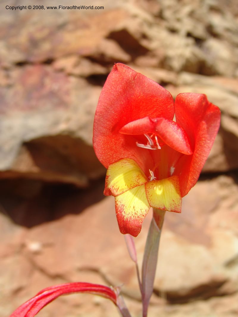 Gladiolus dalenii--So.Africa. E. Cape. R58 SE of Lady Grey. 10 Mch 05. 066.jpg