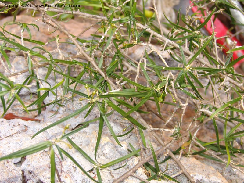 Dracaena, ZRogers1110--Madag. Prov. Antsir. Montagne de France. 6 Nov 06. 200.jpg
