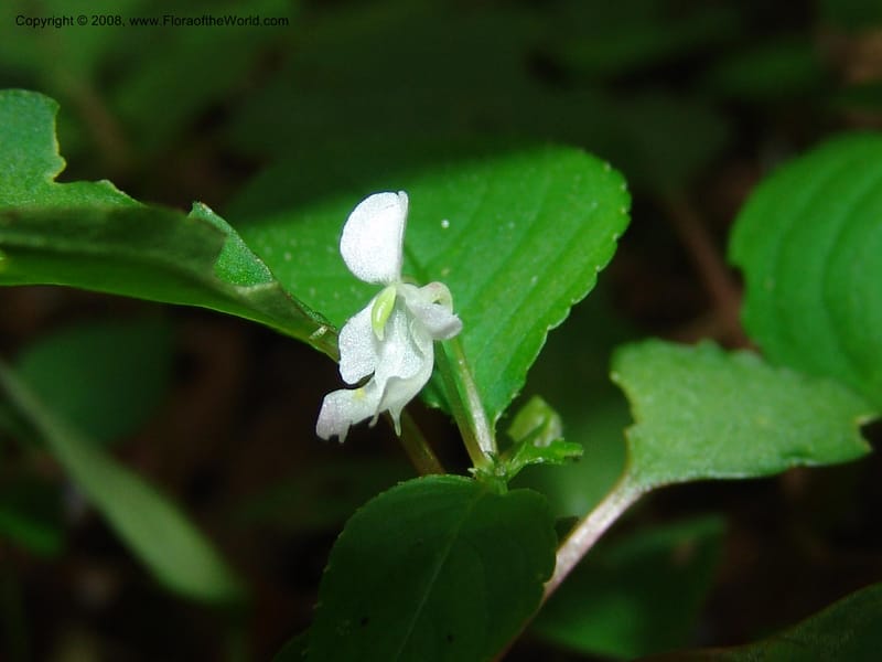 Impatiens, Z.Rogers842--Madag. Prov. Tuliar. Parc Nat. Zombitse.  13 Jan 06. 181.jpg