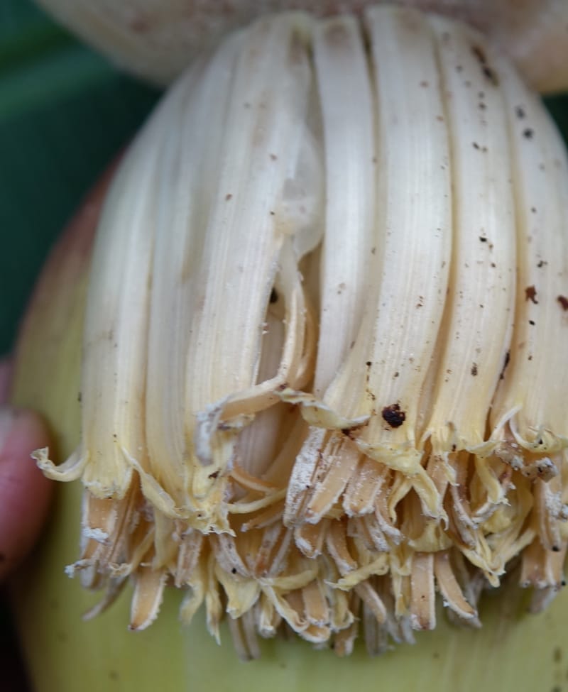 Musa formosana, Chung Kuo-Fang 3351--Taiwan. Wulai Distr. Wulai village. Hsing Hsian Trail. 19 May 2016. DSC03046 (168).JPG