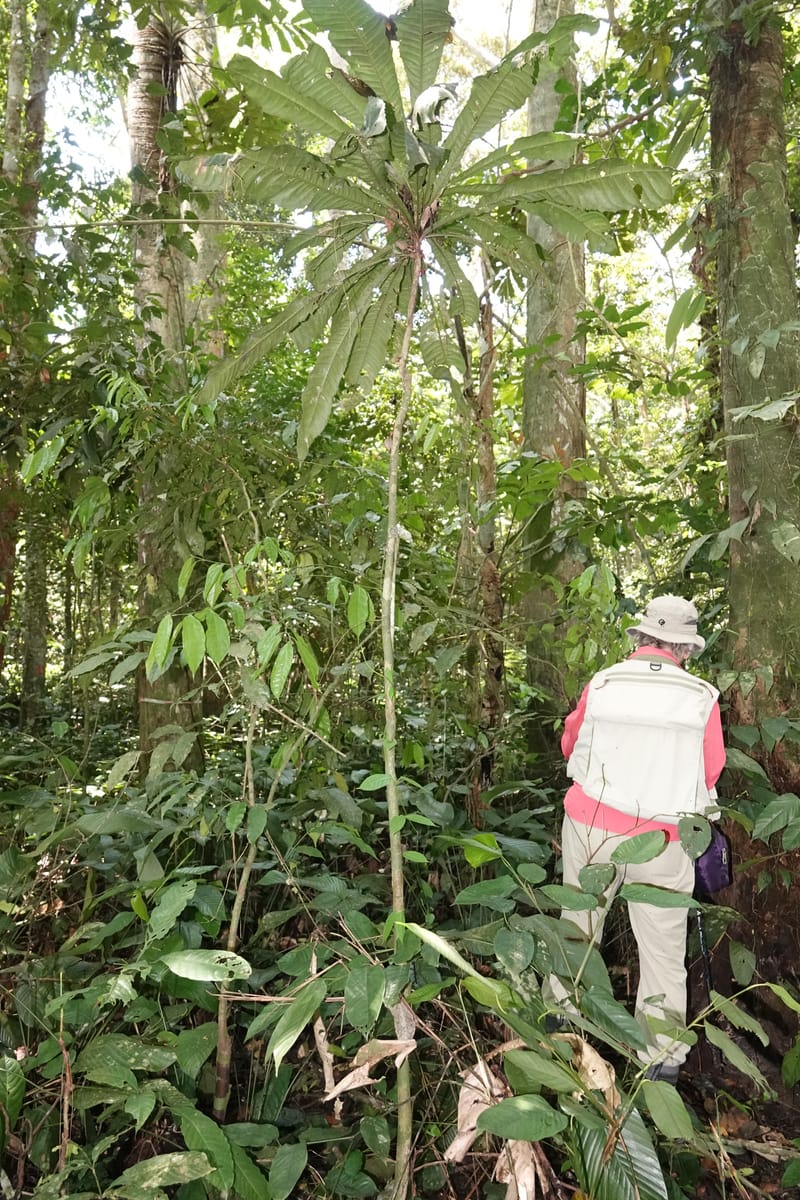 Allexis cauliflora, C. Davidson 13958--Gabon. Arb. Sibang. 5 Nov. 2018. DSC02235 (120).JPG