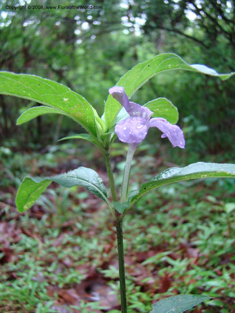 Ruellia caroliniensis--TX. Harris Co. Armand Bayou Nat. Ctr. 26 Apr 08. 052.jpg