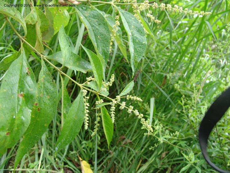 Buddleja, Croat 96509--Ecuador. Prov. Pichincha. Tandayapa-Nono Rd. 27 Mar 06. 006 (10).jpg