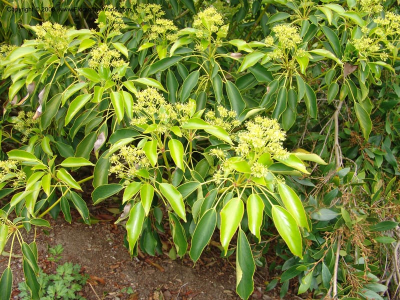 Trochodendron aralioides, 61.0594--CA. UC Berkeley Bot. Garden. 31 May 07. 415.jpg