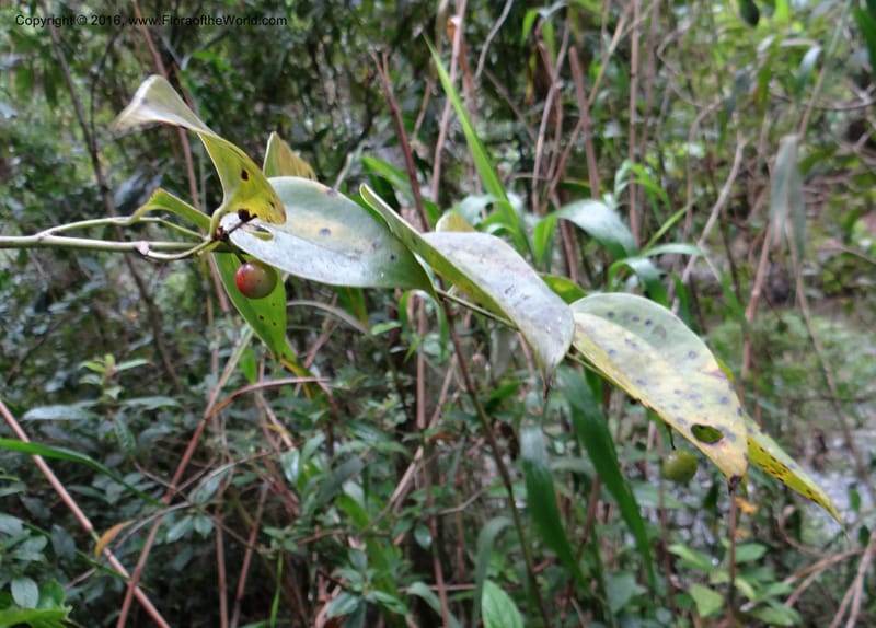 Smilax, Ulloa, C 2268--Ecuador. Zamora-Chinchipe. San Francisco. 28 Sep 2012. DSC05248 (345).JPG