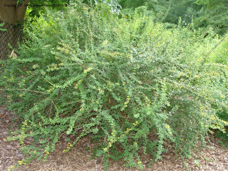 Berberis beaniana--IL. Chicago. Morton Arboretum. 1 Jul 05. 112.jpg