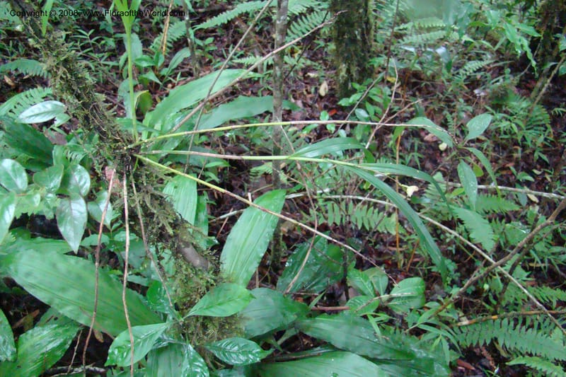 Polystachya albescens ssp. imbricata, WKindeketa2982--Tanz. Rungwe Distr. Rungwe For. Res. 24 Jan 08. 115.jpg