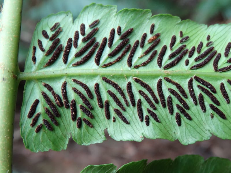 Diplaziopsis javanica, Munzinger, J 7402--New Caledonia. Haute Robinson. 11 Nov. 2015. DSC00909 (307).JPG