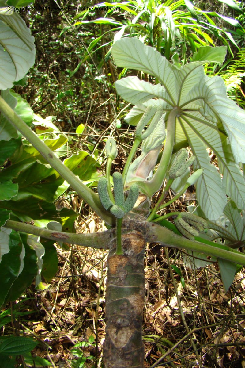Cecropia peltata, Phillipson 6117--Madagascar. Prov. Fianarantsoa. Manombo Nat. Park. 13 Jan 09. 077 (27).jpg
