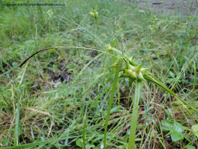 Carex intumescens, Mori, S 27441, North Carolina, Wake Co., Boyce Bridge Rd, 25 May 2010 (21).JPG