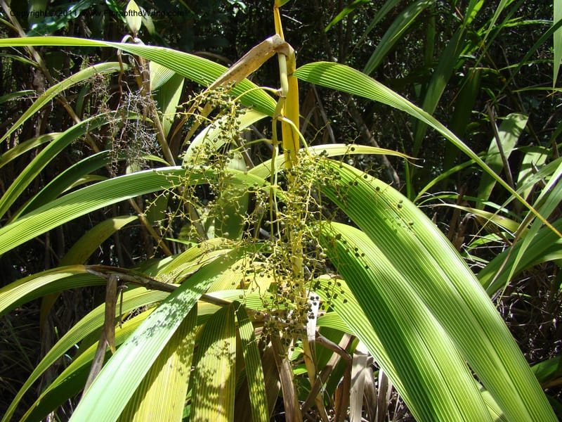 Joinvillea,  Munzinger, J 4656--New Caledonia, Province du Sud, Dumbea barrage,  11 Nov 2007 DSC06545 (8).jpg