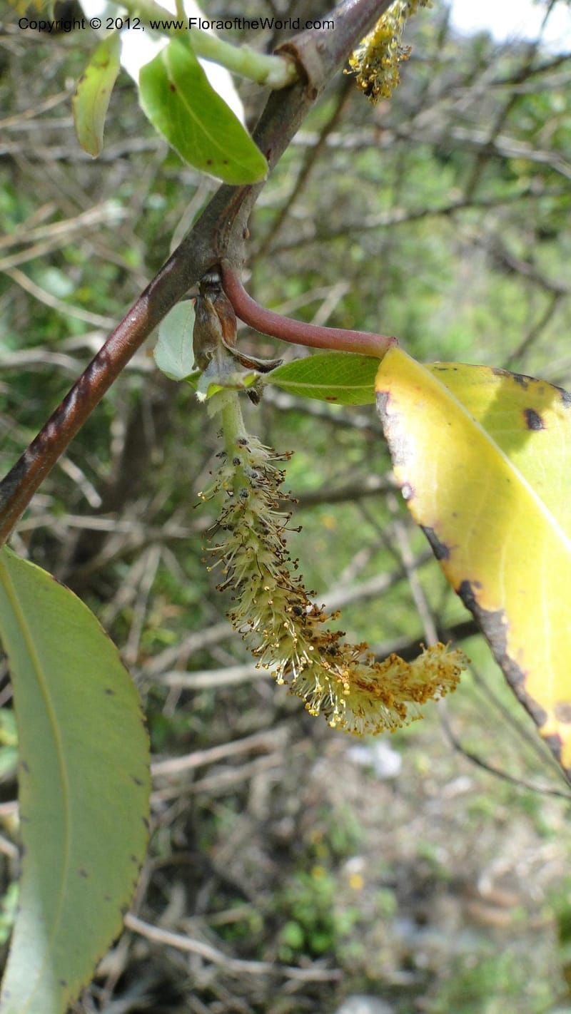 Salix, N. Martinez Melendez 2758--MX. Oaxaca. Camino Ixtlan-Talea. 15 Sept 2010. 278 (221).jpg