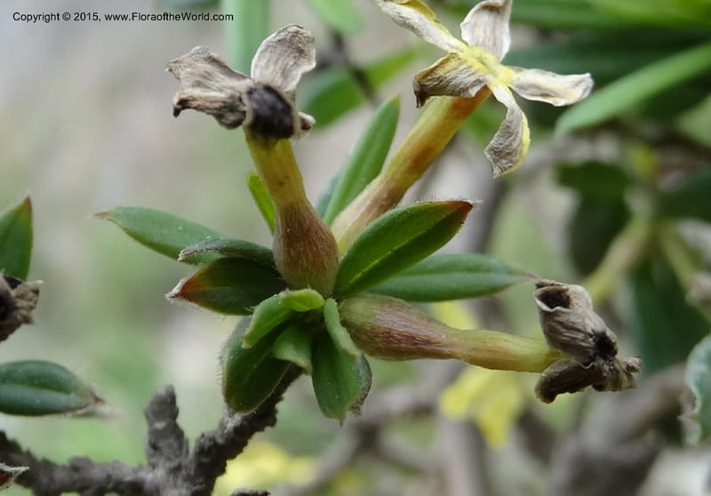 Wikstroemia, Boufford, D 43598--China. Sichuan. Yonghe Village. 6 May 2014. DSC04110 (49).JPG