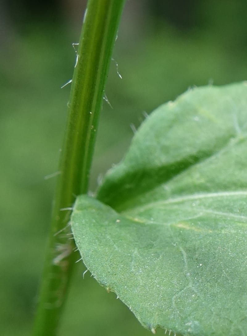Campanula rhomboidalis, Davidson, C 13268--Switzerland. Valais. 6 km from Gletsch. 2 Jul 2016. DSC08136 (12).JPG