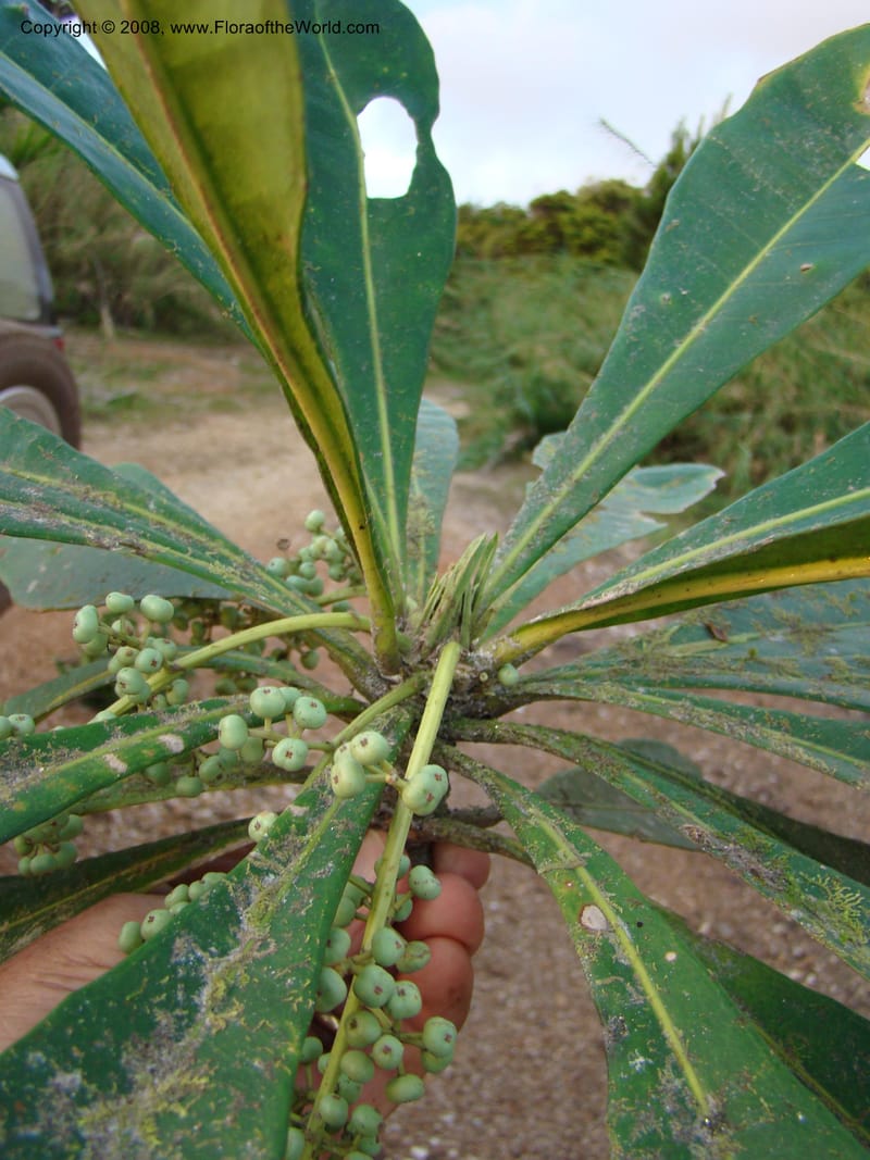 Phelline, GBarriera131107-23--New Caledonia. Mandjelia. 13 Nov 07. 359.jpg