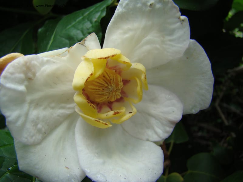 Sinocalycanthus chinensis--Canada. BC. Univ. BC Bot. Garden. 27 Jul 08. 241.jpg