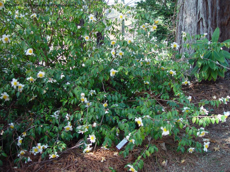 Camellia yunnanensis, 80.0055--CA. UC Berkeley Bot. Gard. 10 Feb 03. 036.jpg