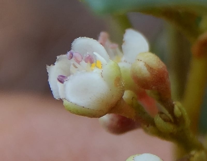 Guioa villosa, Callmander, M 1257--New Caledonia. Tiebaghi. 17 Nov 2015. DSC03437 (214).JPG
