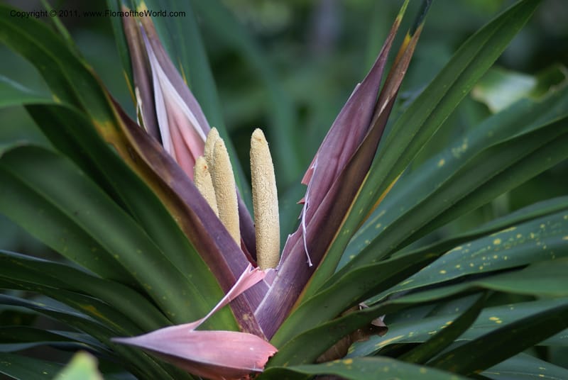Freycinetia,  Munzinger, J 4780--New Caledonia, Aoupinie, 15 ov 2007   DSC06741 (6).JPG